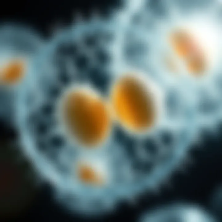 Illustration showing two bacterial cells dividing from one original cell through binary fission