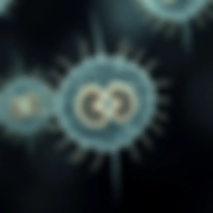 Single-celled amoeba undergoing cellular division showing nucleus duplication